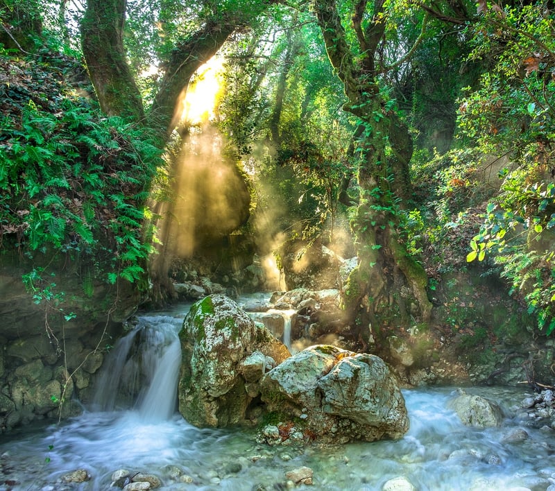 Amazon Rainforest